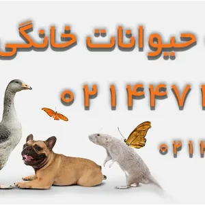 کلینیک حیوانات خانگی آرنا در منطقه 22