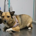 دامپزشکی بل در شهر قدس