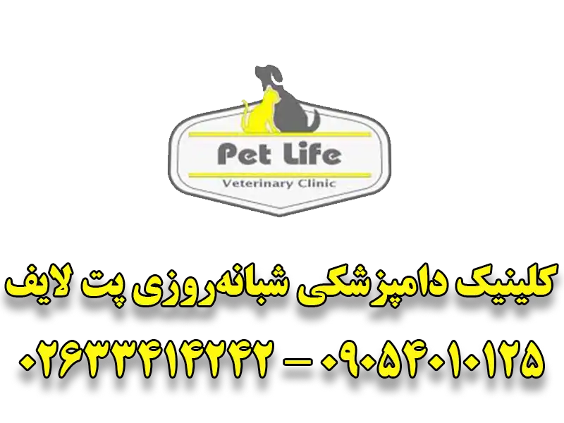 بیمارستان دامپزشکی شبانه روزی پت لایف در مهرشهر