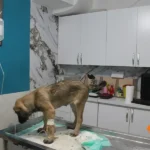 کلینیک دامپزشکی و پت شاپ دکتر راد در اسلامشهر