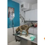 کلینیک دامپزشکی و پت شاپ دکتر راد در اسلامشهر