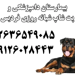بیمارستان-دامپزشکی-و-پت-شاپ-شبانه-روزی-فردیس