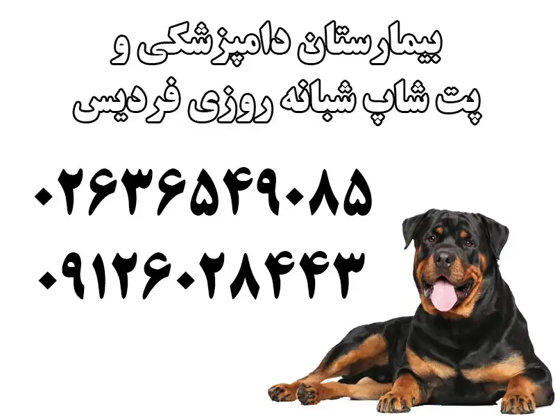 بیمارستان دامپزشکی و پت شاپ شبانه روزی فردیس