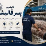 قالیشویی پسرقالیشور در شهر قدس